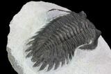 Bargain, Hollardops Trilobite - Visible Eye Facets #92093-3
